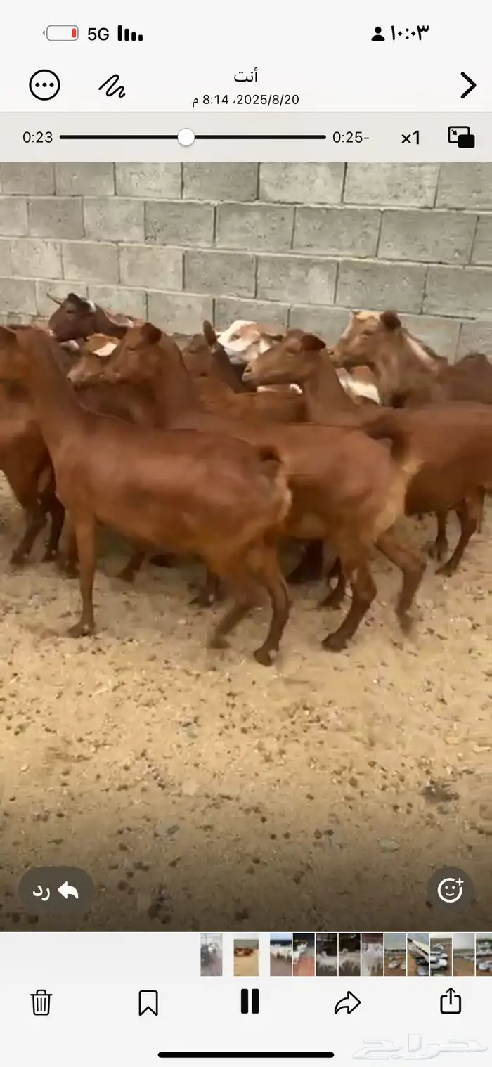 معزا حص الغدد 20 جب دفع شكلها قيل دفع 2