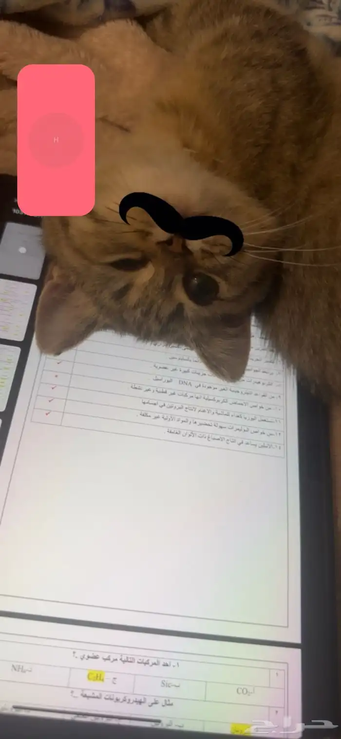 قط سكوتش 0