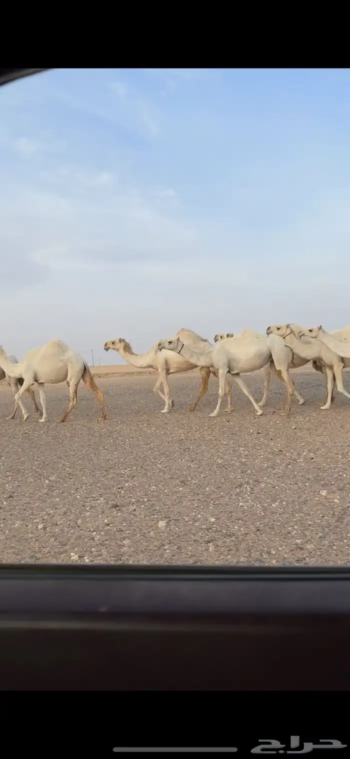 ذود وضح كفوو 1