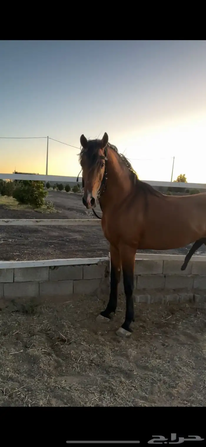 حصان شعبي كفو للبيع الحصان شخصيه وحارر 6