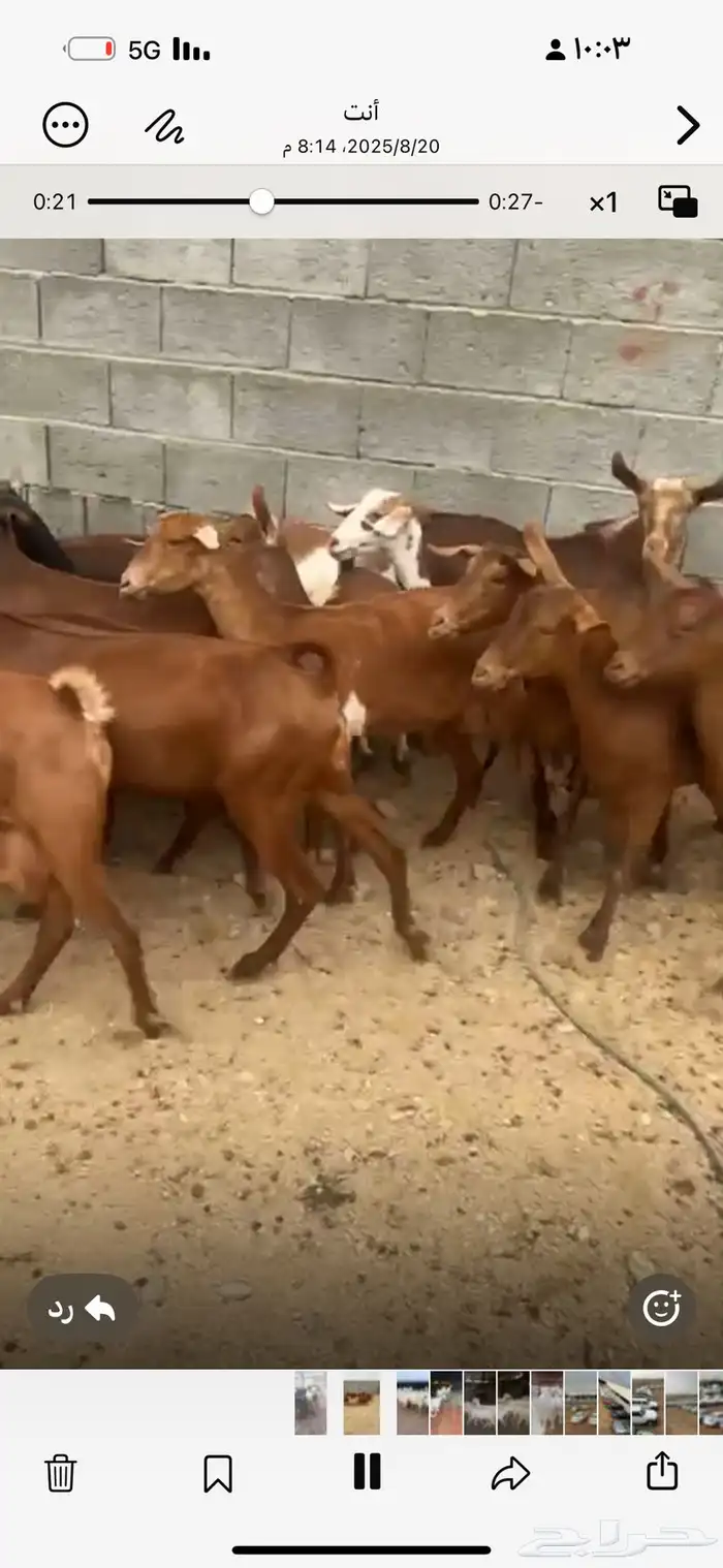 معزا حص الغدد 20 جب دفع شكلها قيل دفع 1