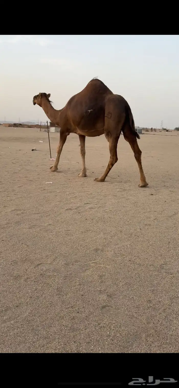 ناقة ساحلية ملاقي للبيع 4
