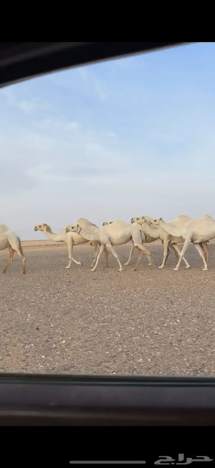 ذود وضح كفوو 0