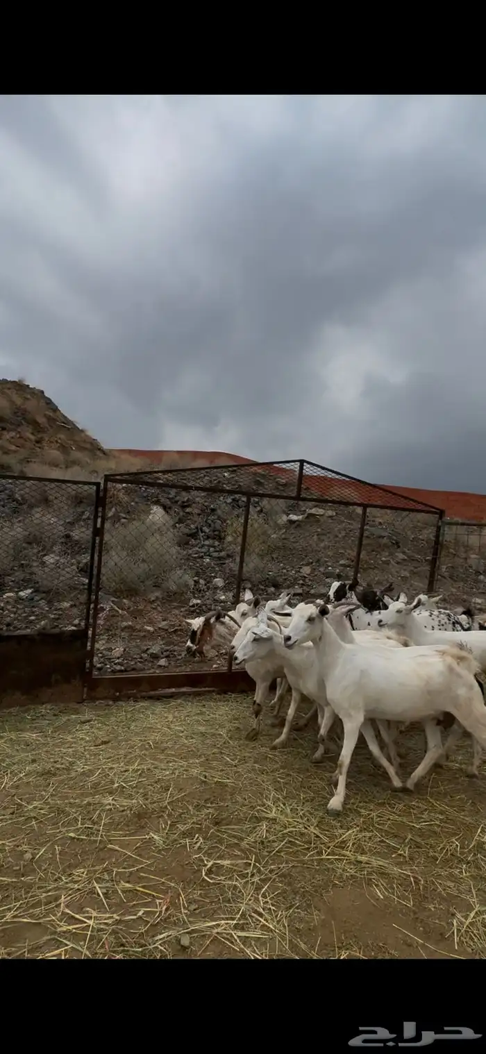 للبيع معزا بيشيات 1