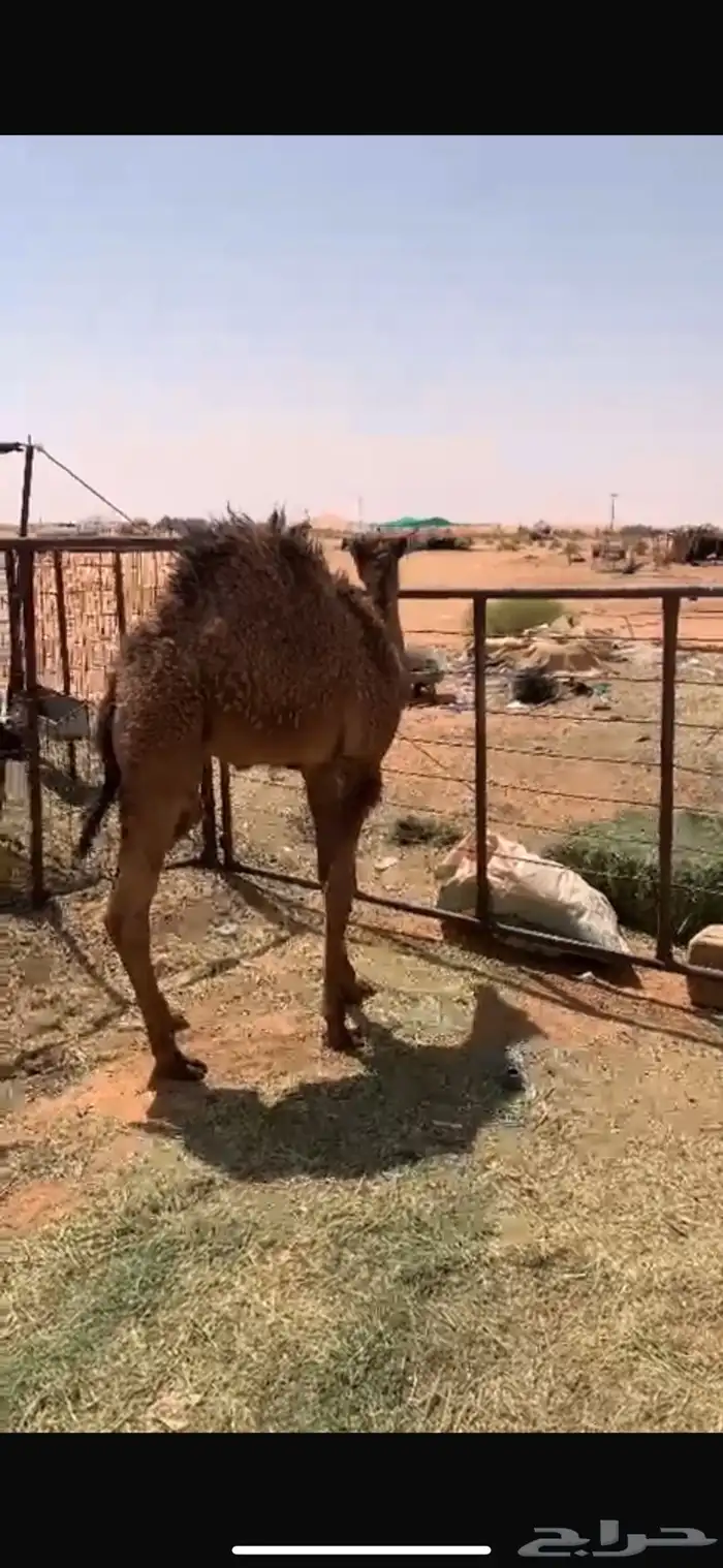 قعود قصب 0