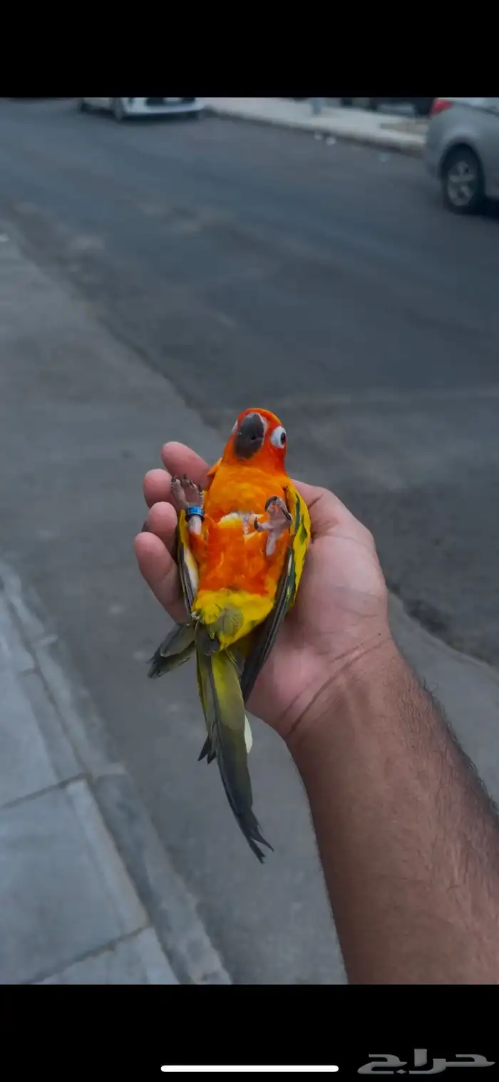 فرخ صن كنيور الليف جدا 2