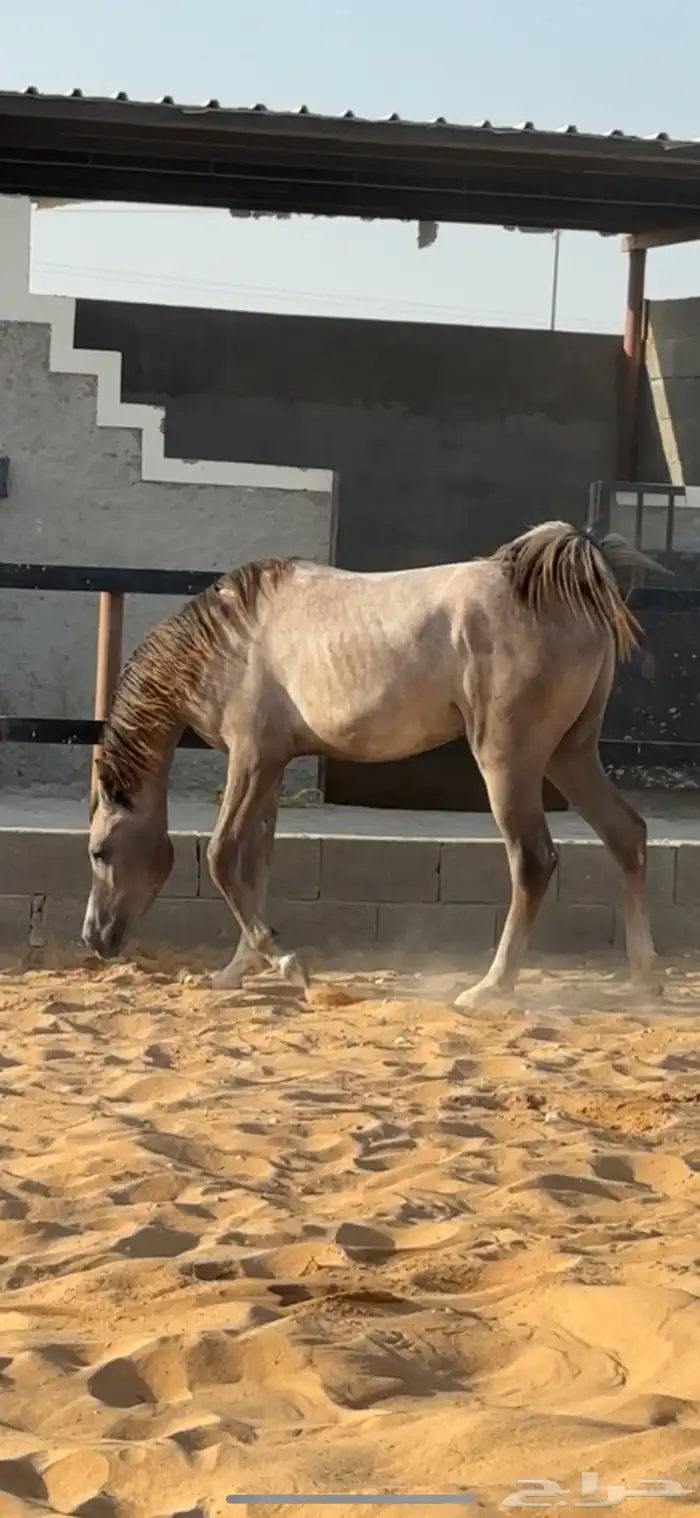 مهر واهو مكس 1