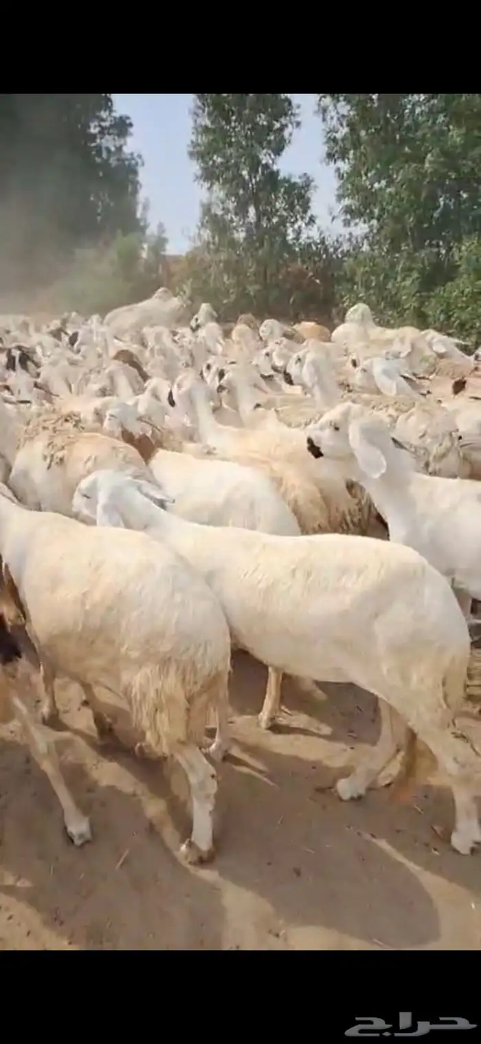 رخال سواكني دمازين مرابي دفيع شرط 9