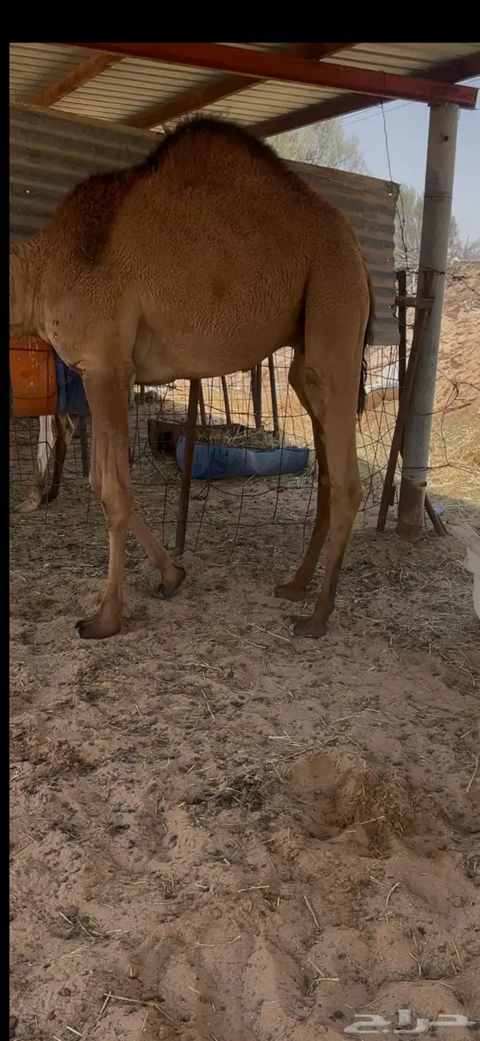 للبيع قعود قصب 0