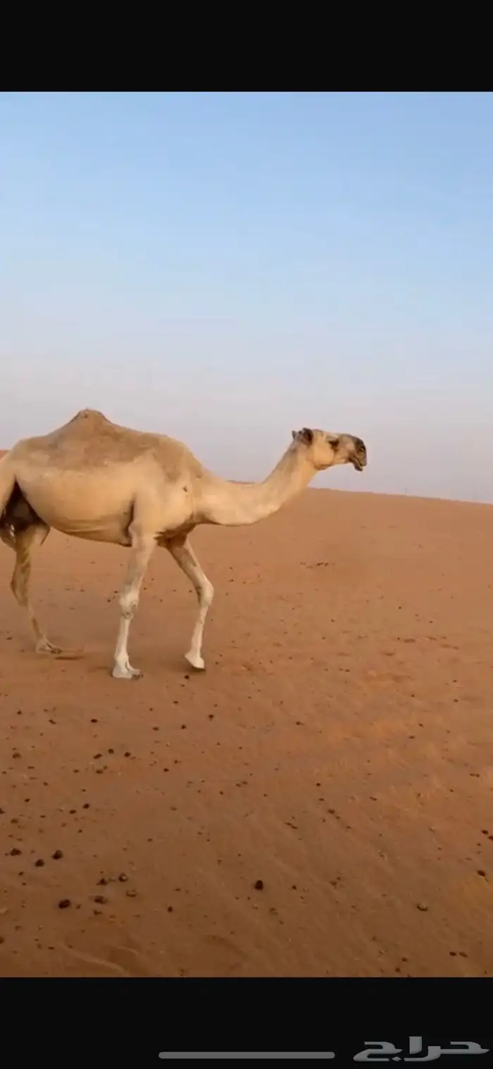 ظريبه شقحاء طيبه وفوق البداوه 2