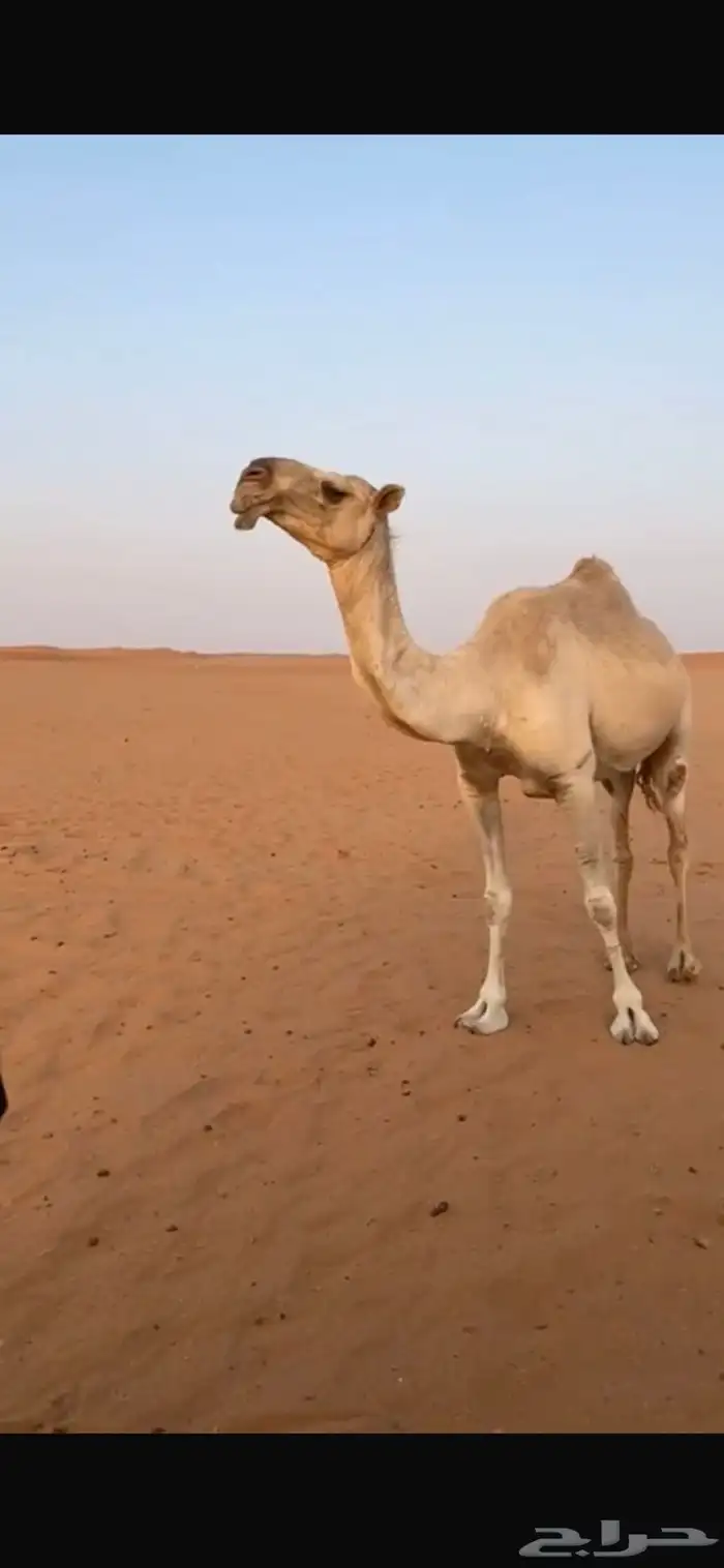 ظريبه شقحاء طيبه وفوق البداوه 0