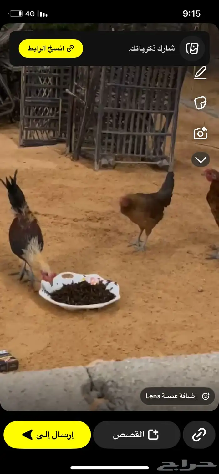 دجاج وديوك تراث 2