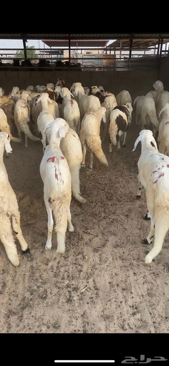 سواكنيات جذعان فيه ثني واحد او ثنين 8
