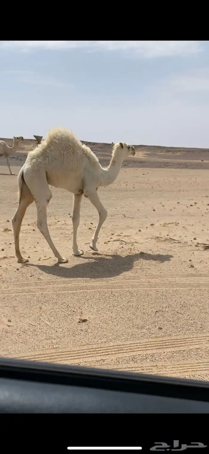 قعود لياني 0