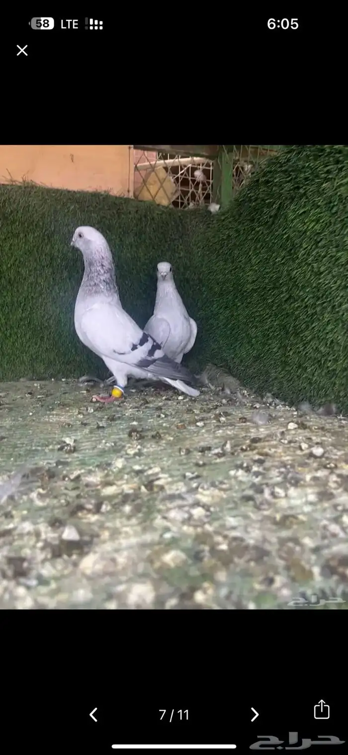 زوج بوز ثلجي منتج 2