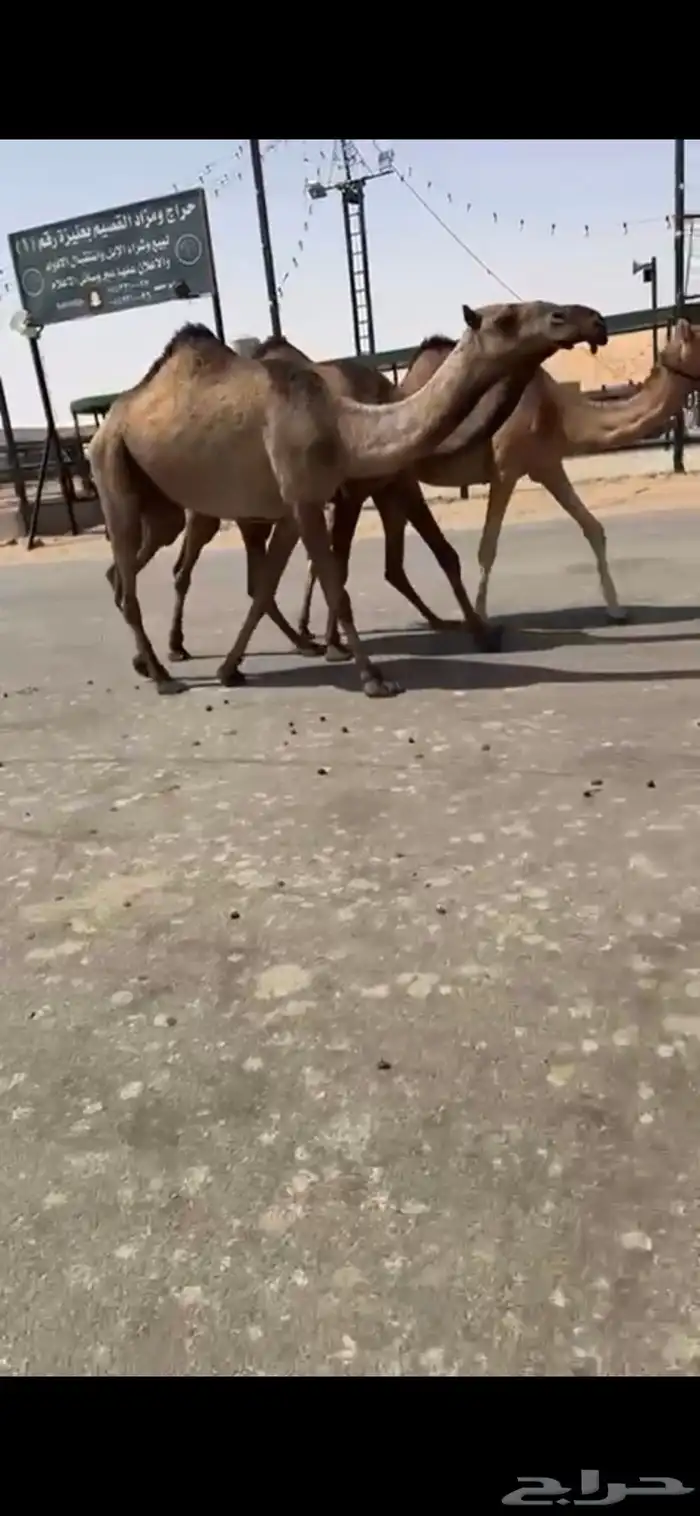 بكار صفر لقوات دبيانيات 1