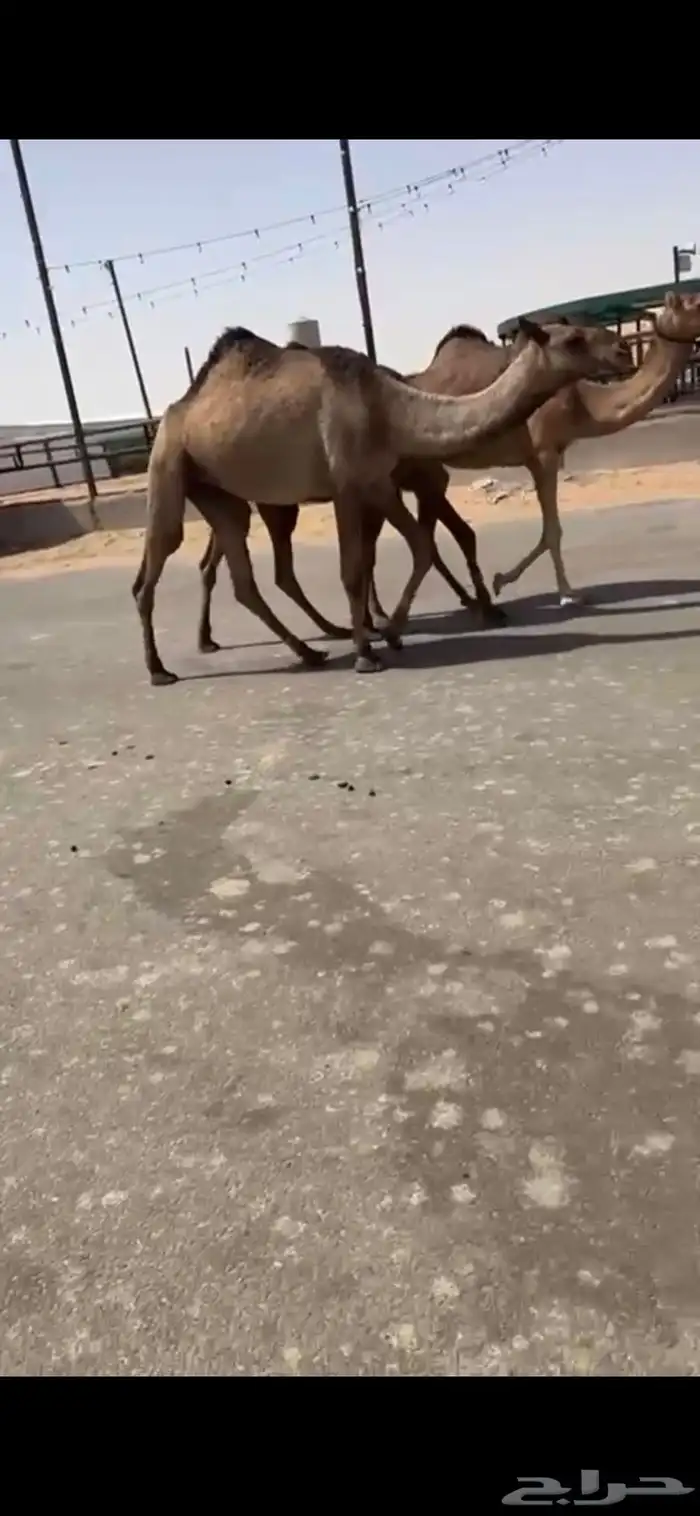 بكار صفر لقوات دبيانيات 0