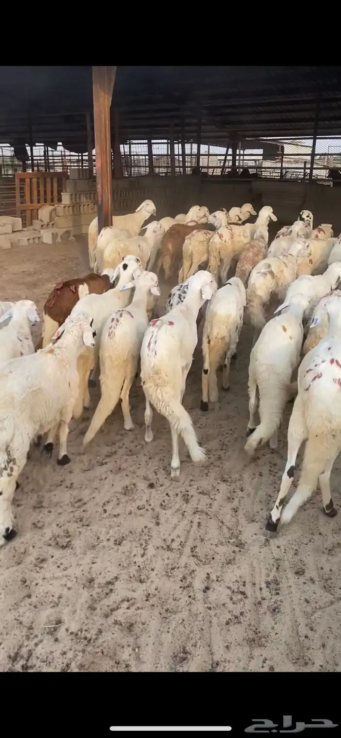 سواكنيات جذعان فيه ثني واحد او ثنين 2