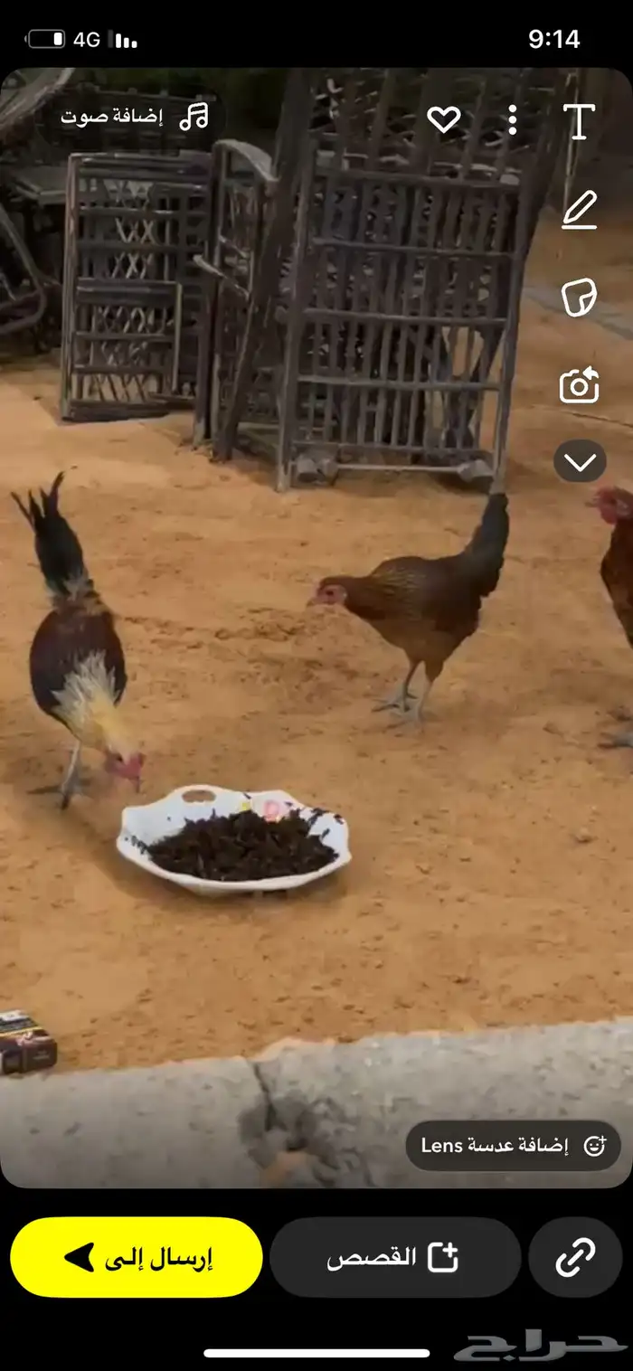 دجاج وديوك تراث 6