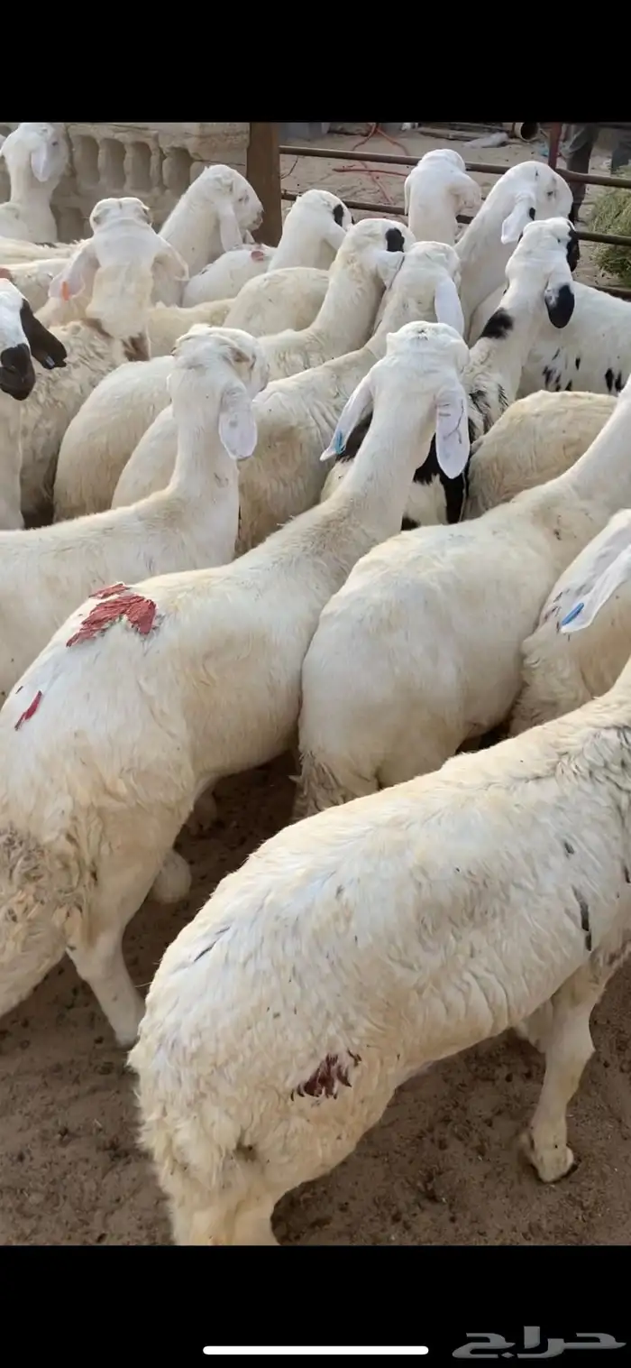 سواكنيات جذعان فيه ثني واحد او ثنين 6