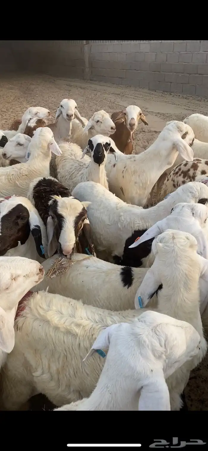 سواكنيات جذعان فيه ثني واحد او ثنين 5