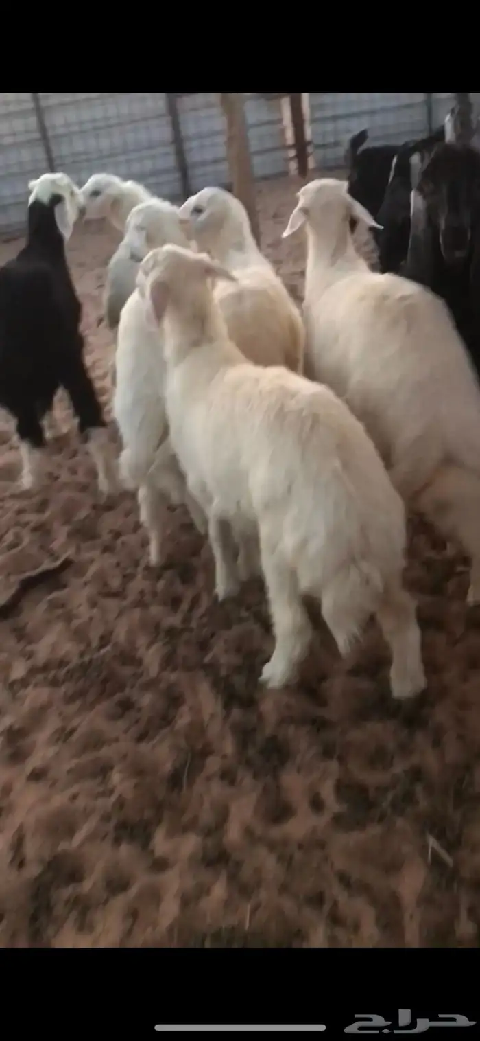 خرفان طيبه فاخره 0