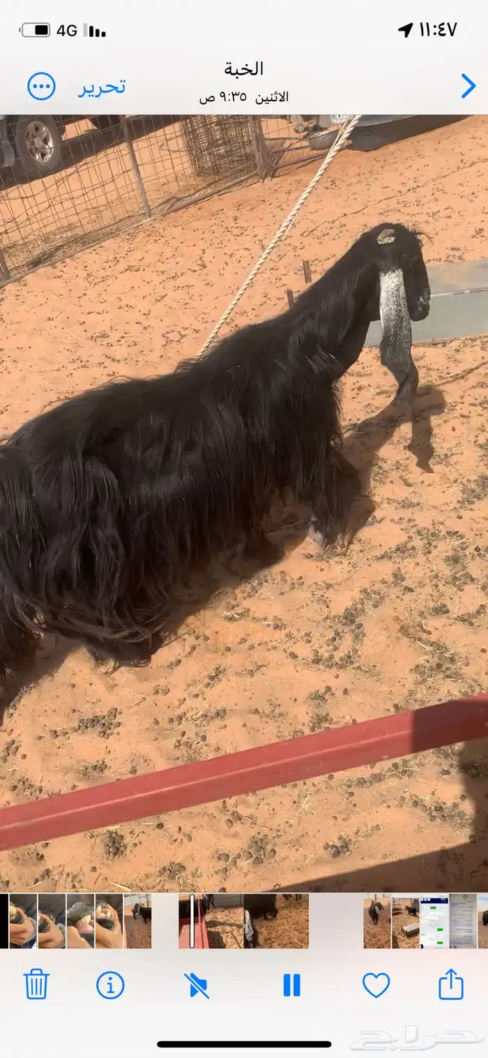 عنز دافع وعنز معه ولده عوارض 2