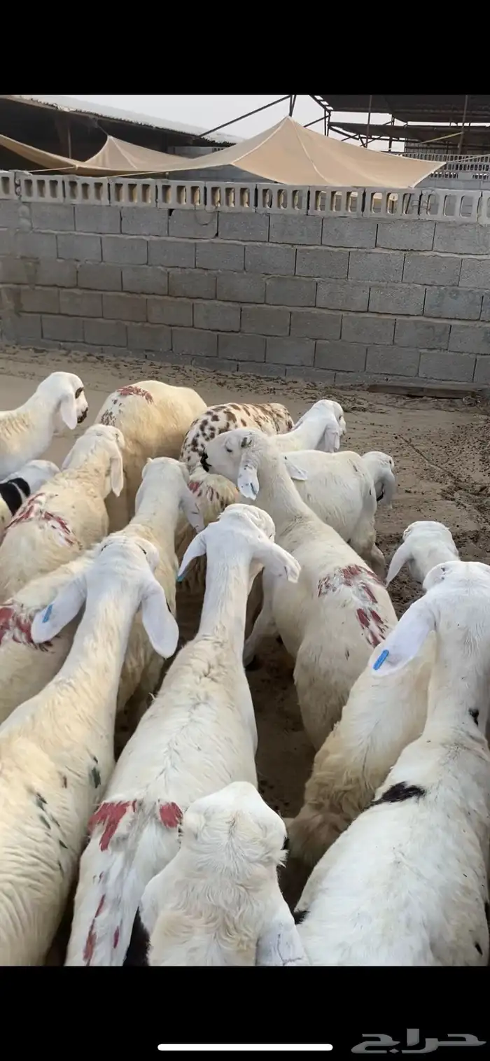 سواكنيات جذعان فيه ثني واحد او ثنين 4