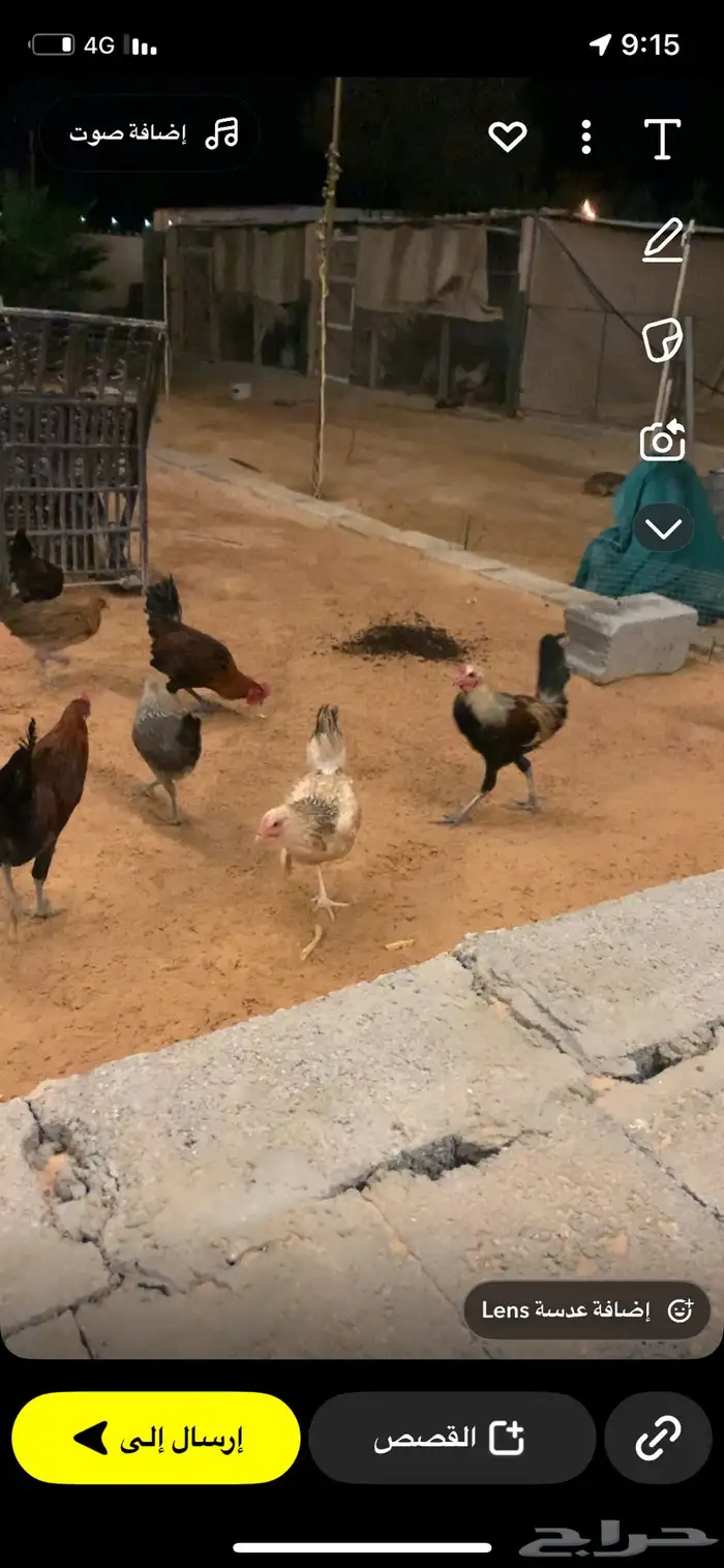 دجاج وديوك تراث 0