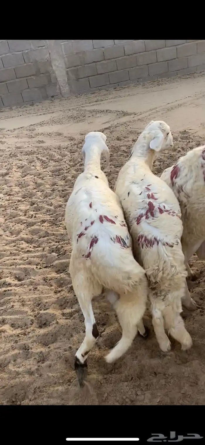 سواكنيات جذعان فيه ثني واحد او ثنين 7
