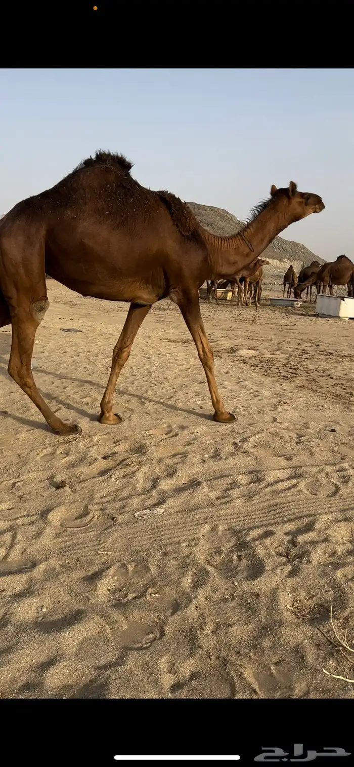 بكار حمر دهم سواحل 0