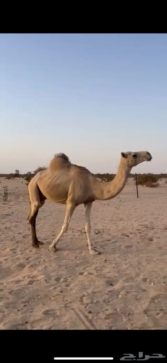 ناقه خلفه 0