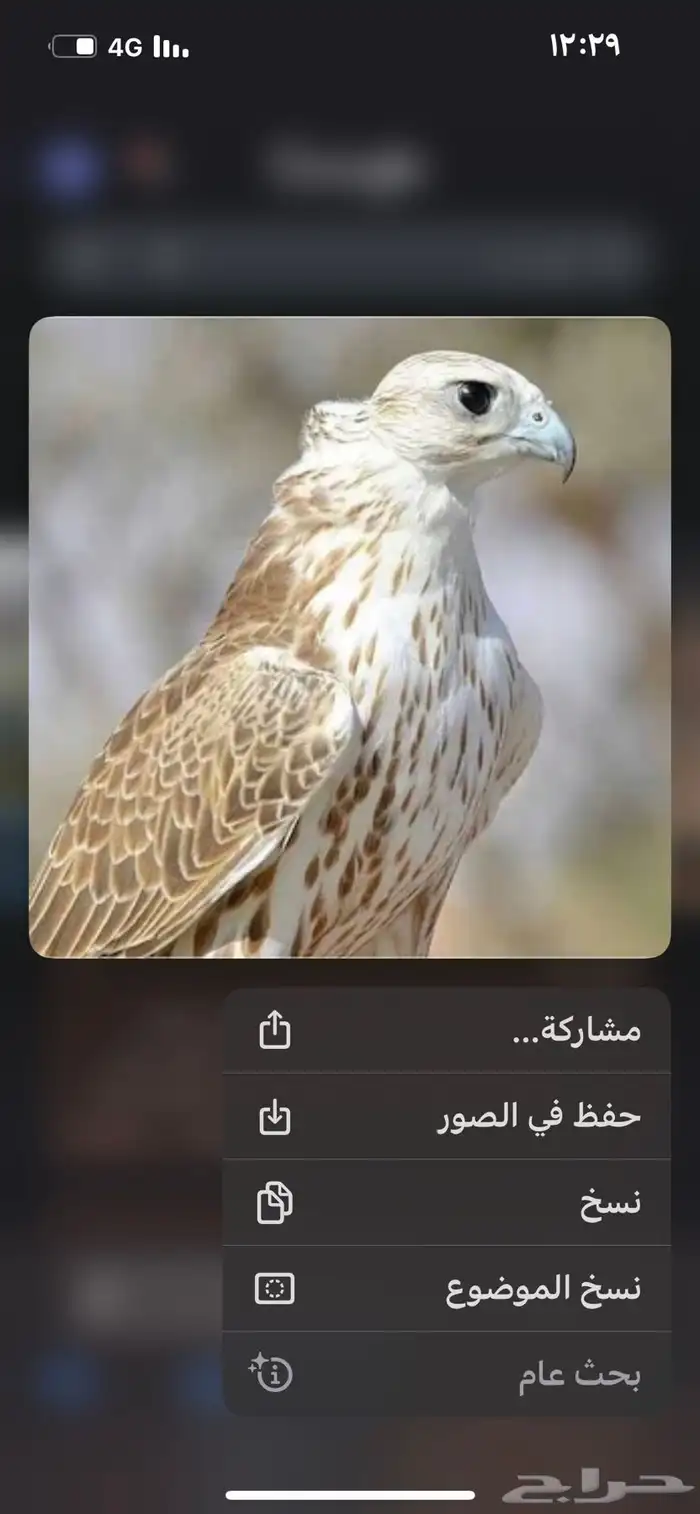 مطلوب تبع جير مصقور قرناس ولا بكر 1