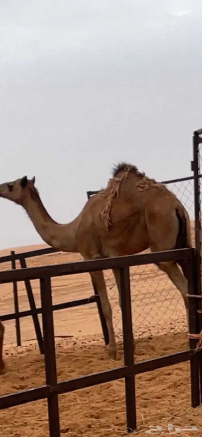 مفروده فل شحم للبيع 4