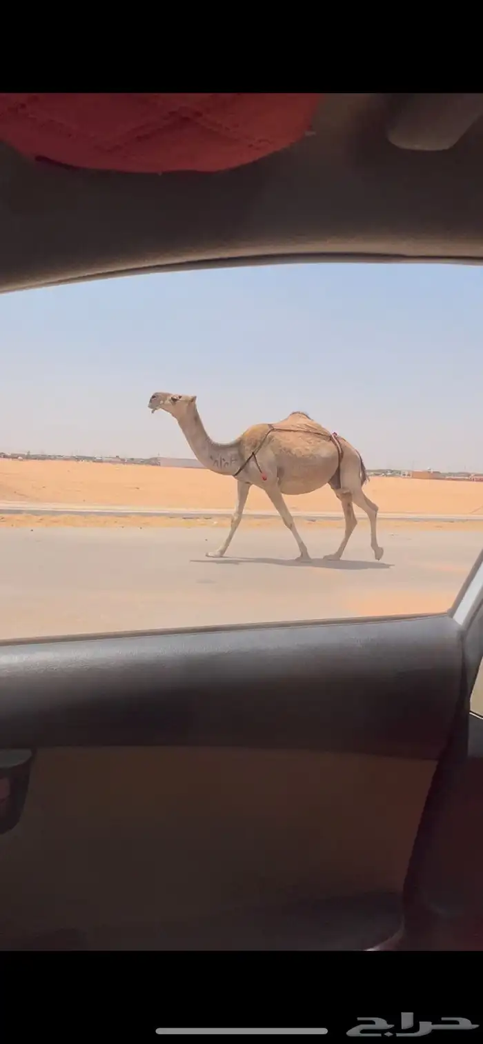 عشرا ضريبه ضروبه طيبه 2