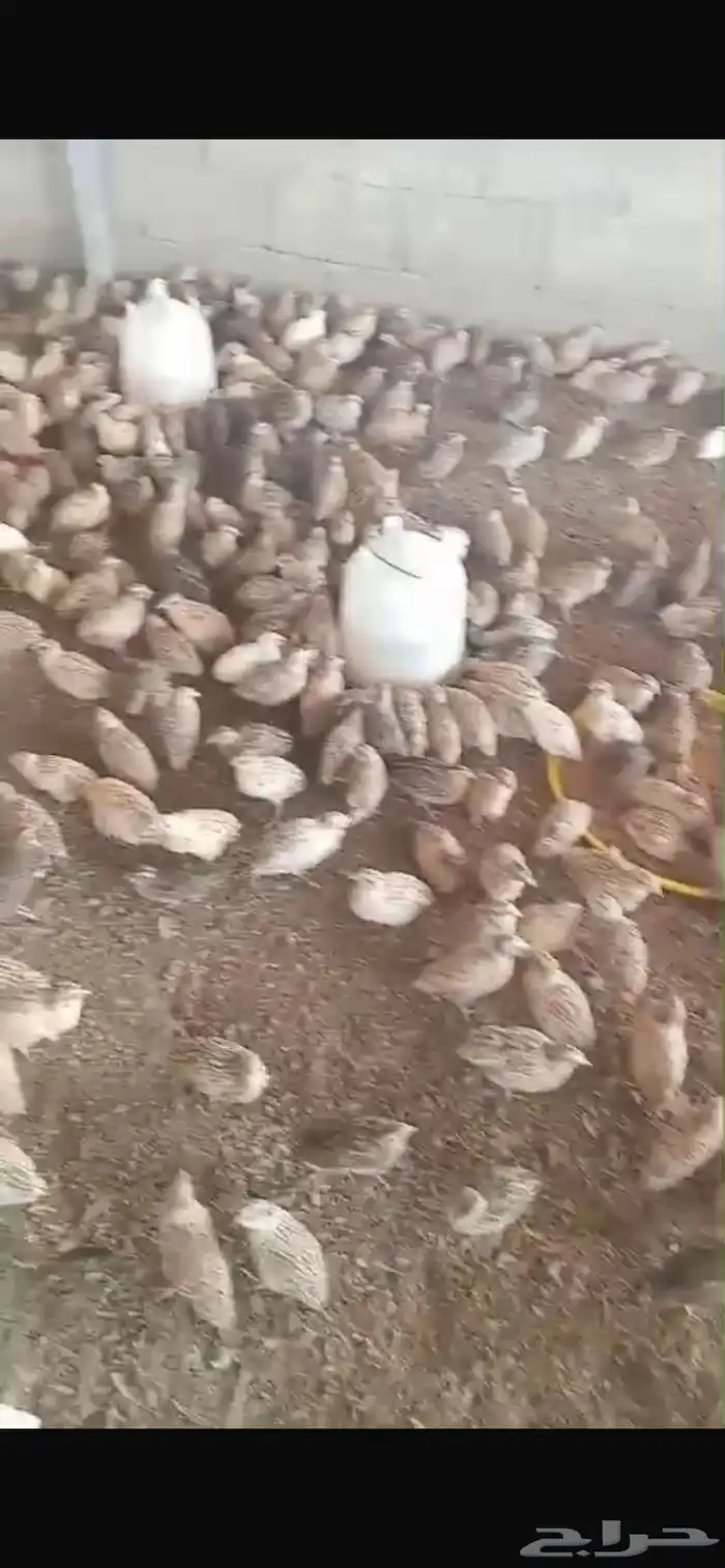 طيور سمان للبيع 2