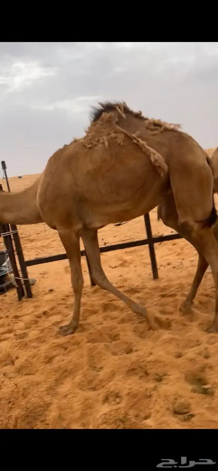 مفروده فل شحم للبيع 3