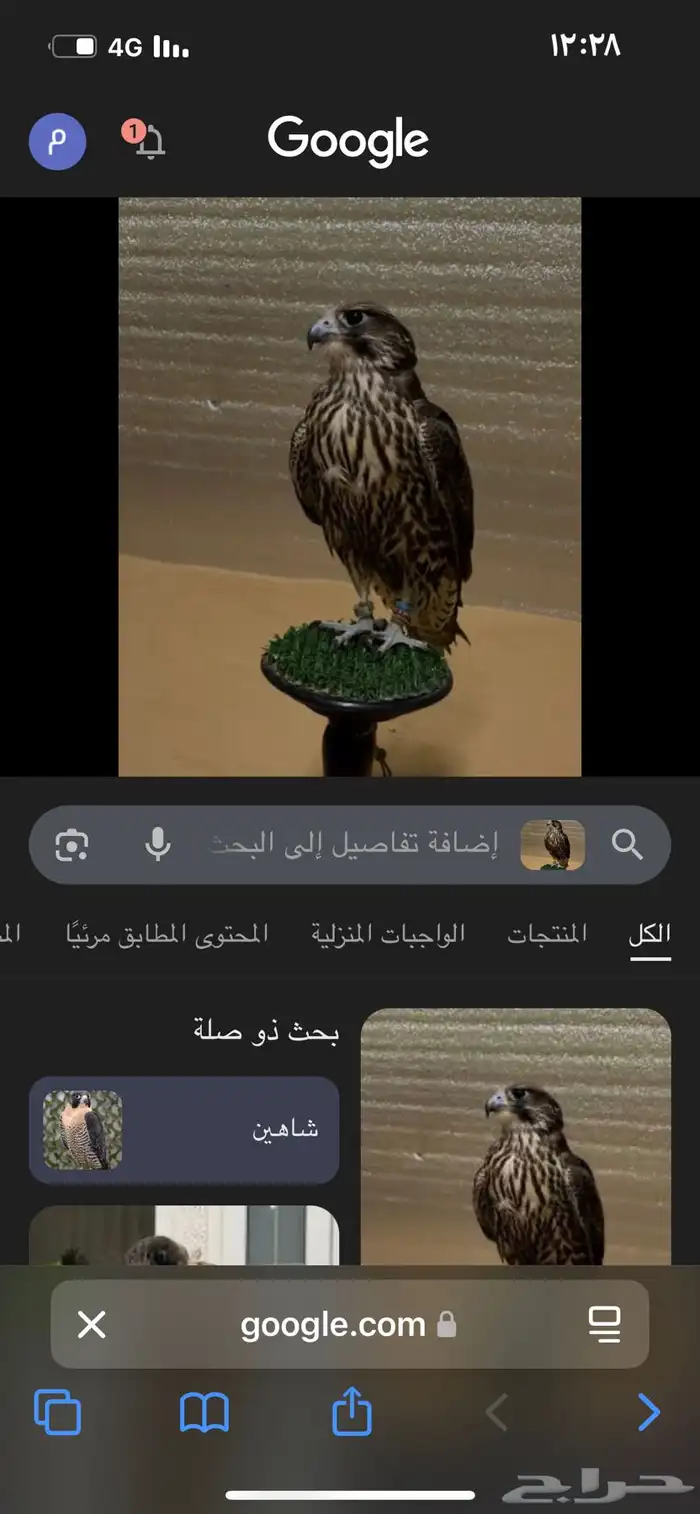 مطلوب تبع جير مصقور قرناس ولا بكر 0