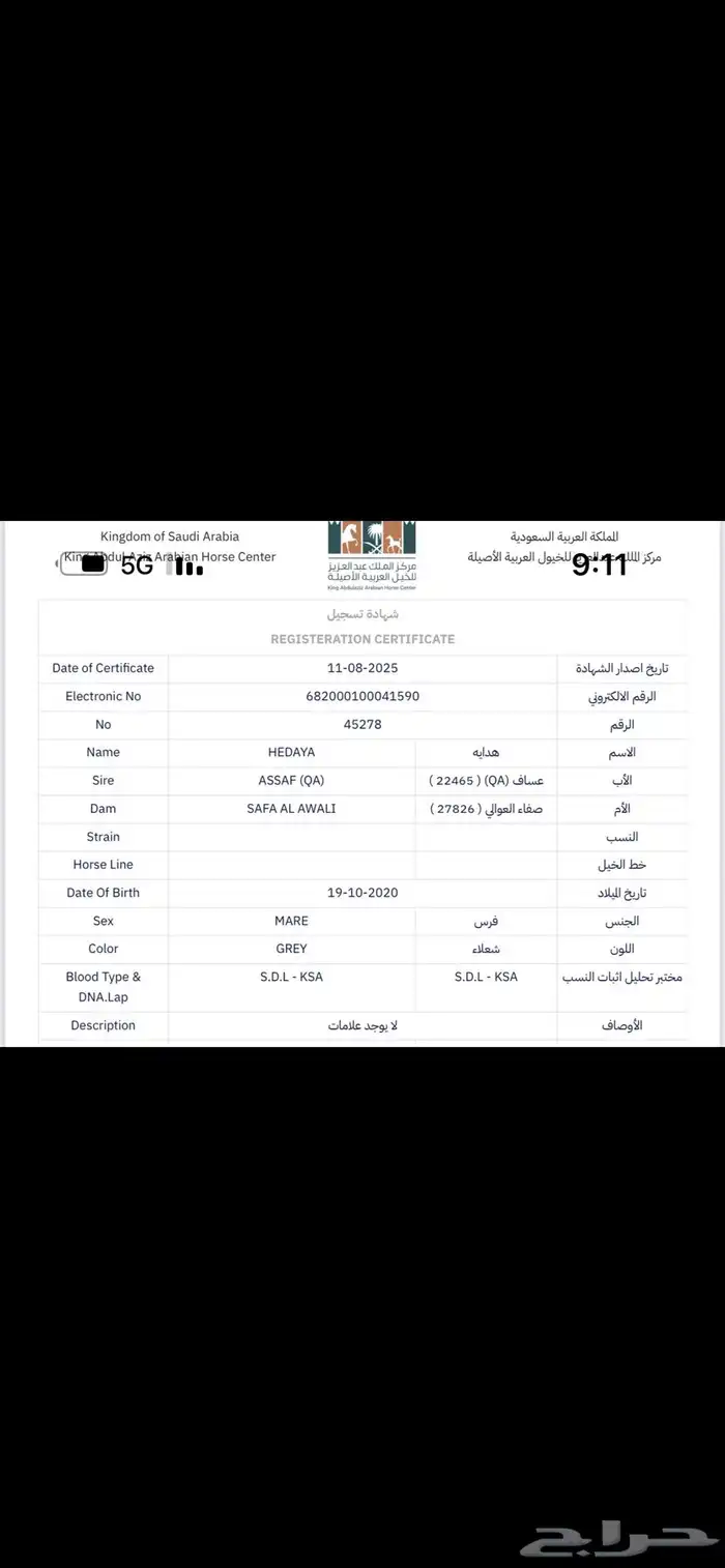 فرس واهو حفيدة ابطال 3