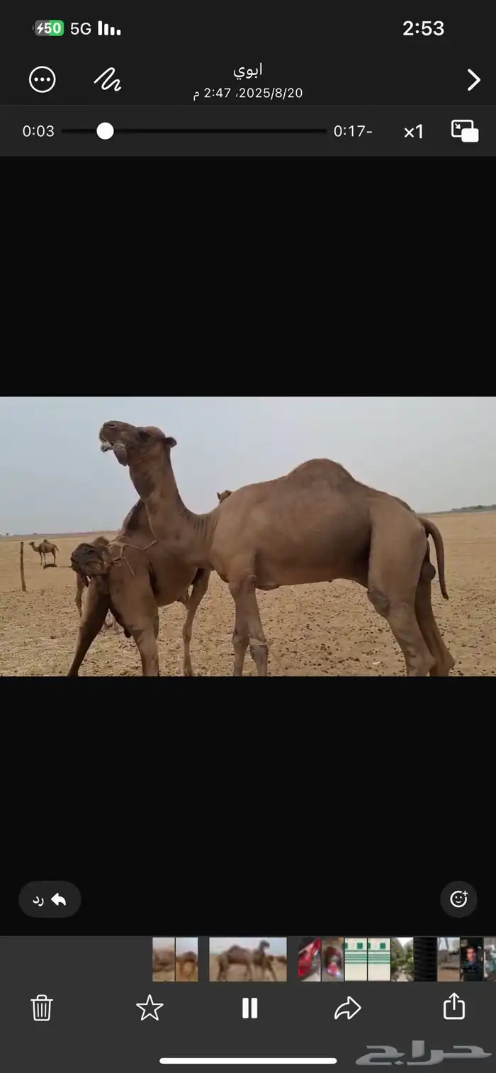 بعير فحل كفو للبيع 2