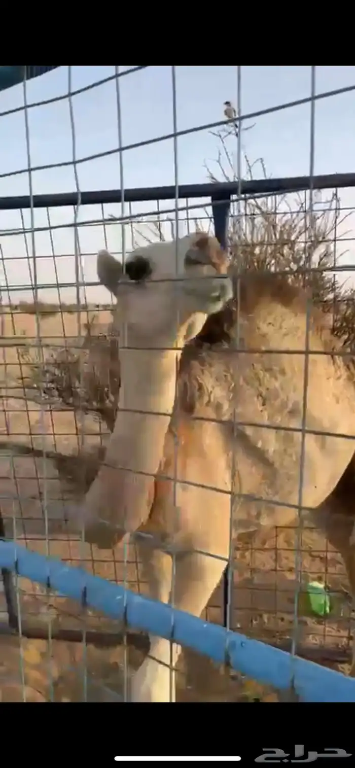 ناقه خلفه 2