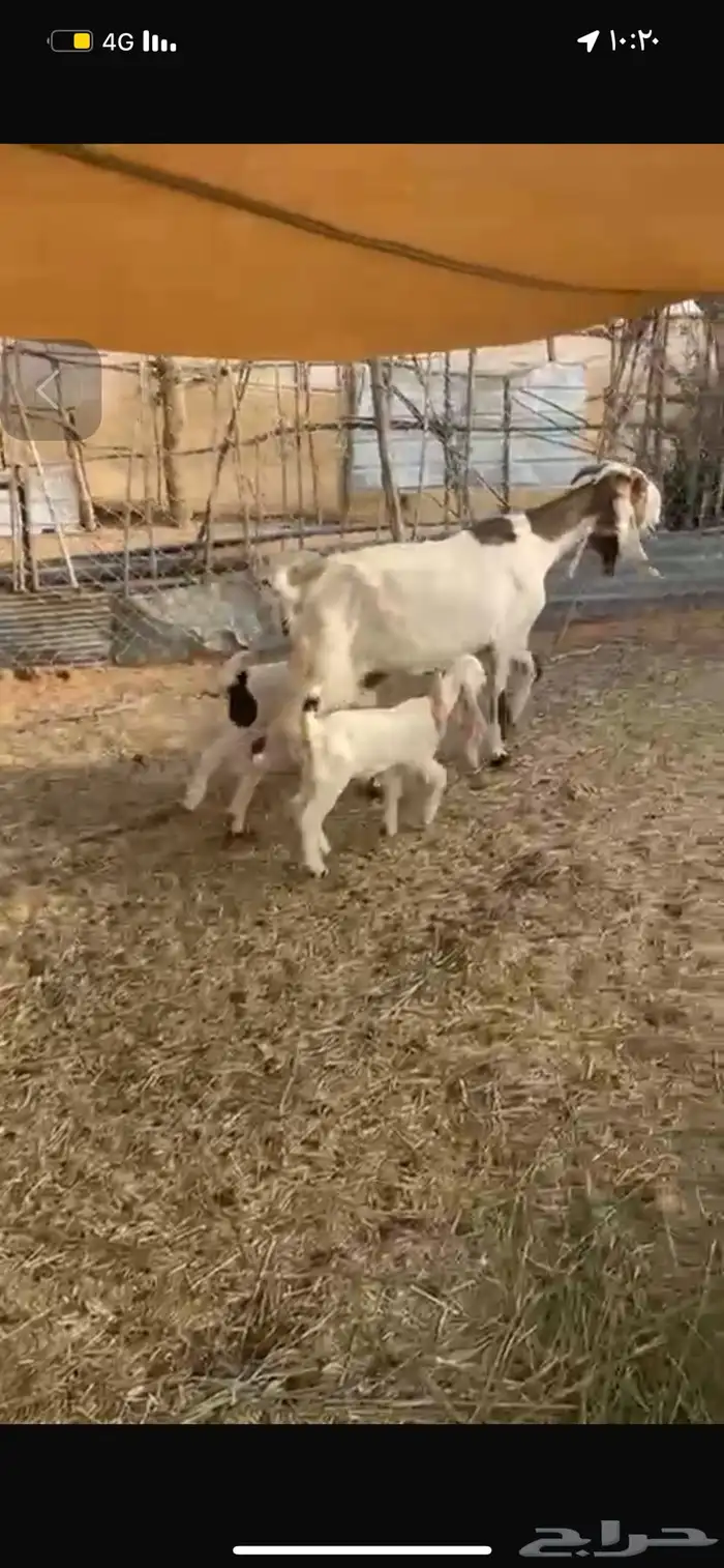 معزا متاويم 5