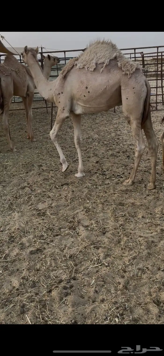 حوار قصب بري 2