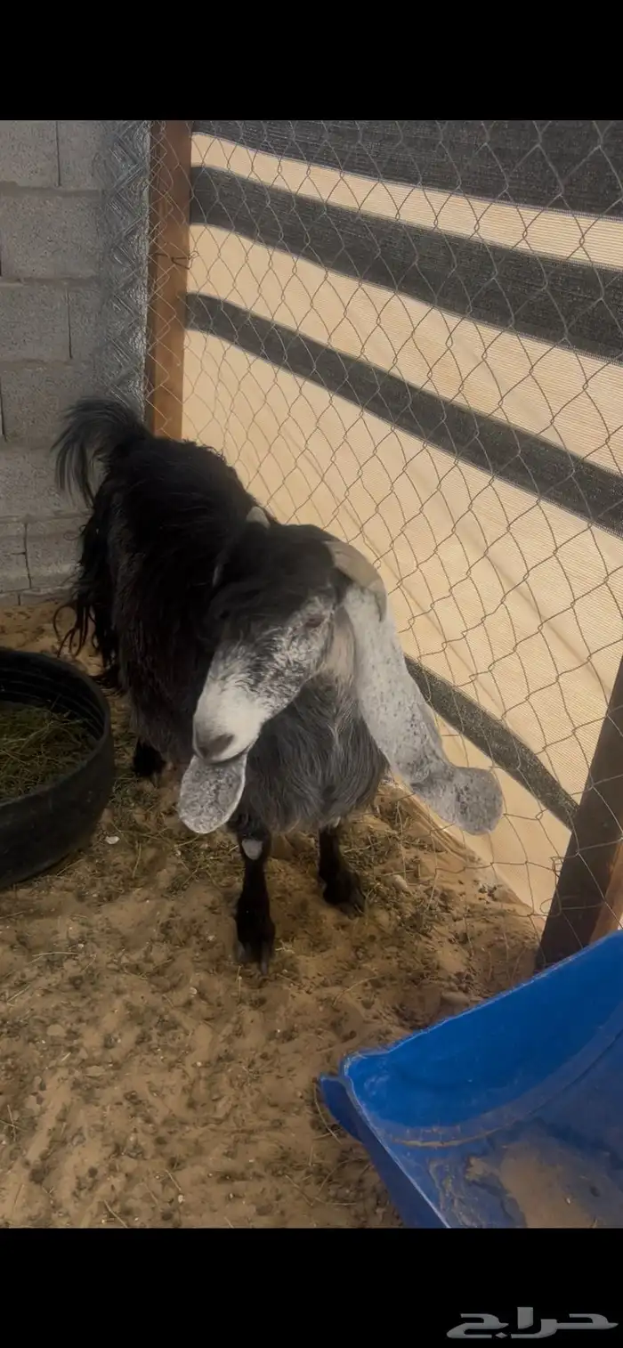 معزاء 0
