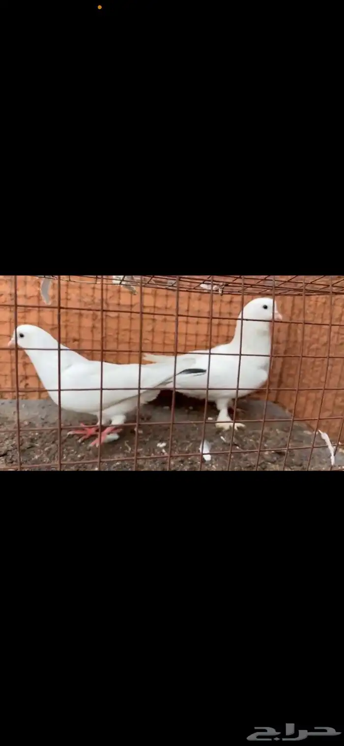 حمام 6