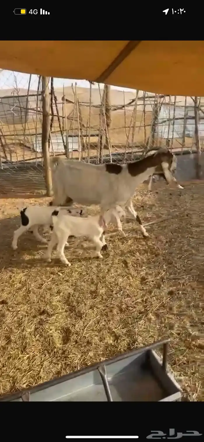 معزا متاويم 3
