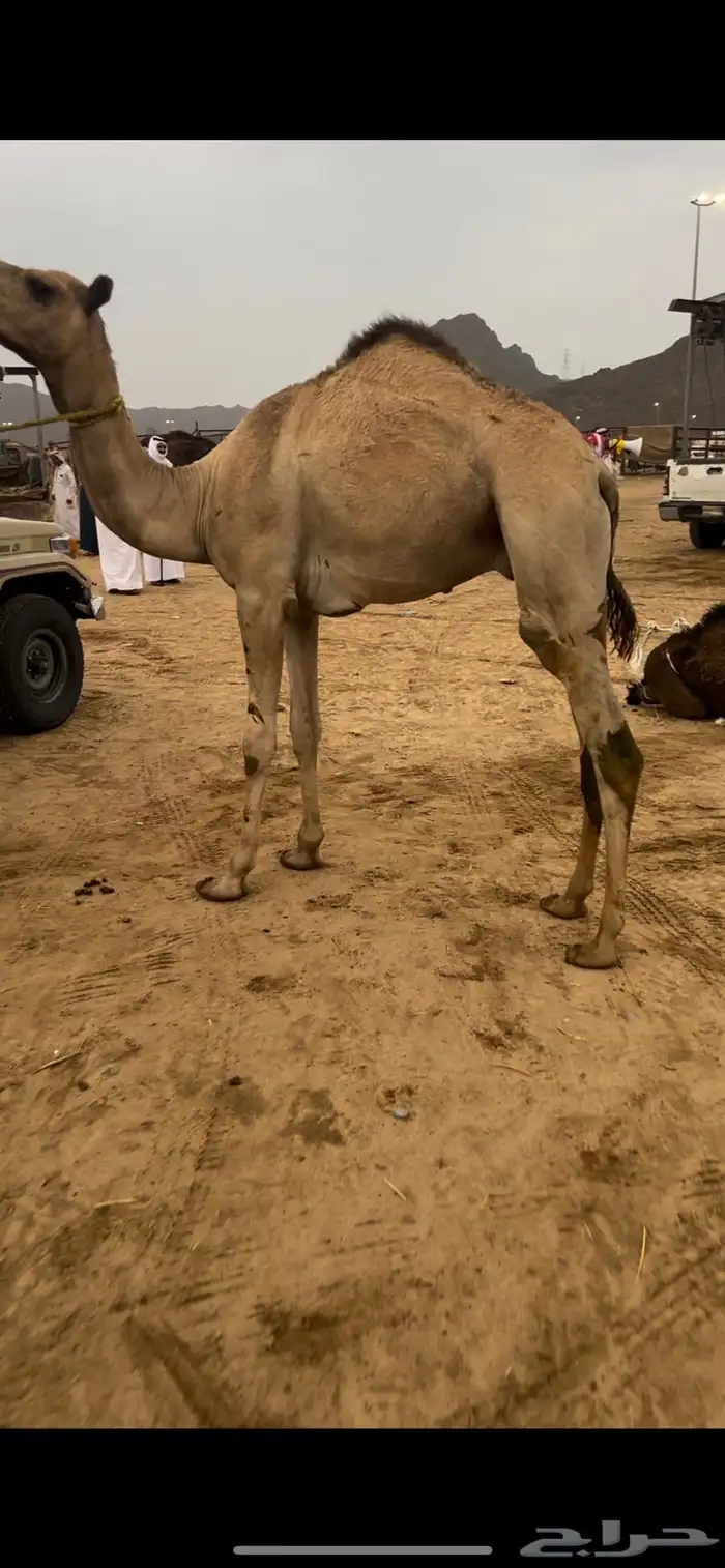 قعود بلدي للبيع 0