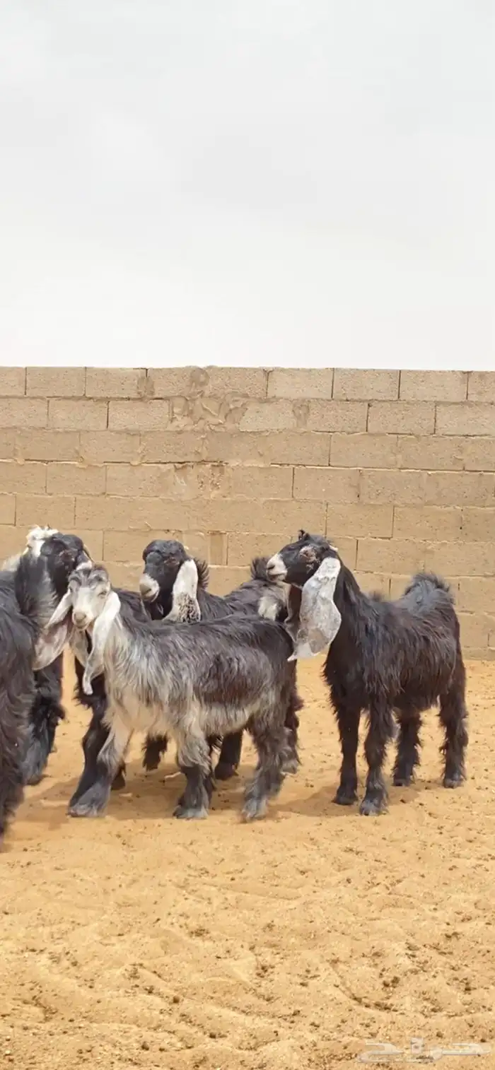 جفرات عوارض صنف 1