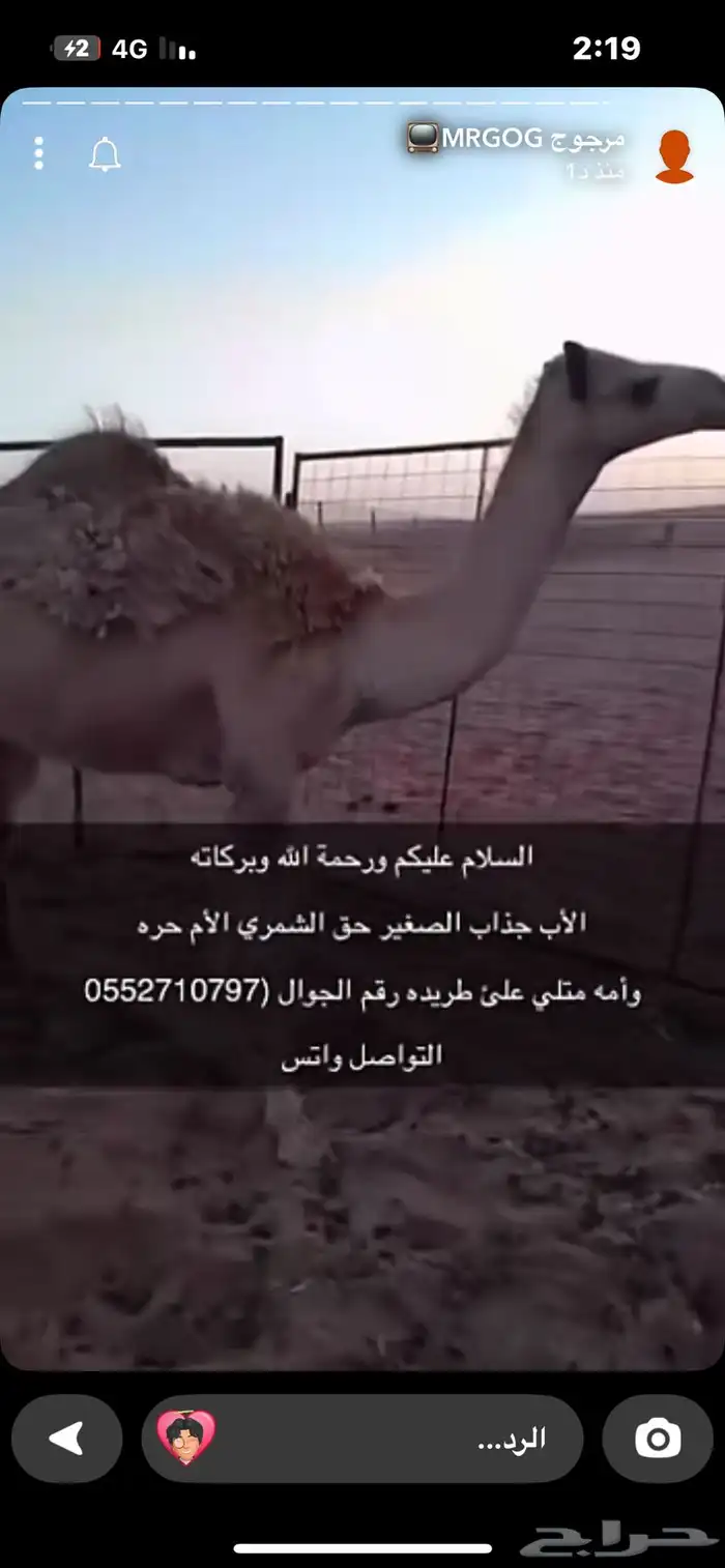 قعود للبيع 0