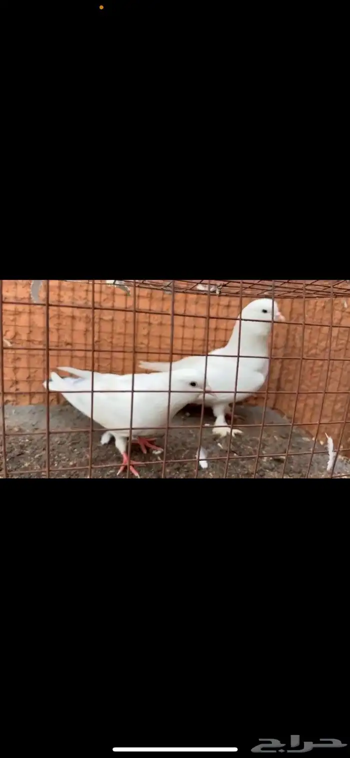 حمام 7
